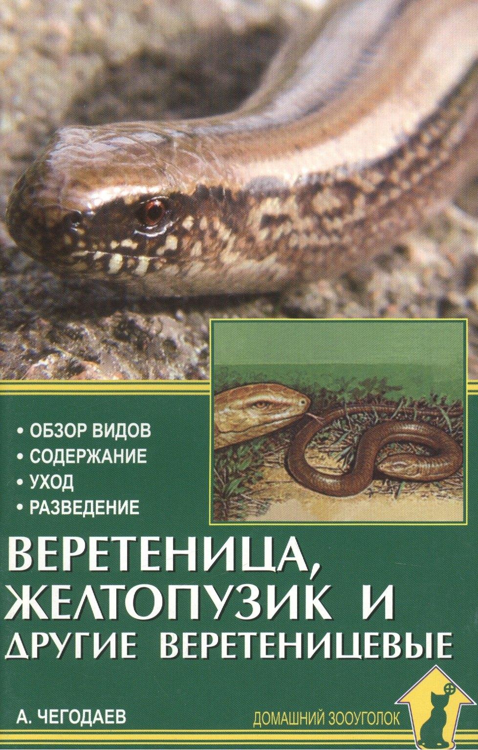 Аквариум | Веретеница, желтопузик и другие веретеницевые.